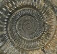 Dactylioceras Ammonite Fossil - England #100454-1